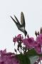 Hummingbird Garden Photo: Purple-Crowned Fairy